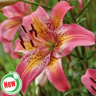 Fancy Dance Asiatic Lily Thumbnail